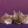 babybunnies